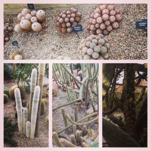 cacti collage
